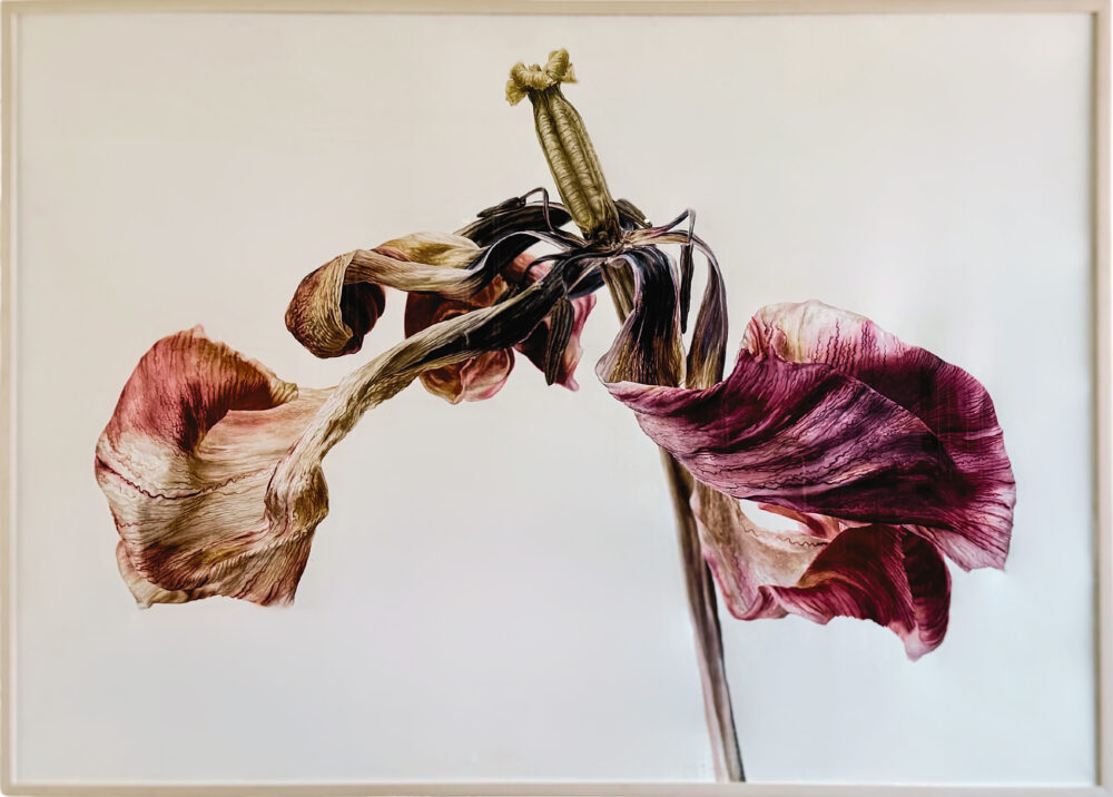 Tulip